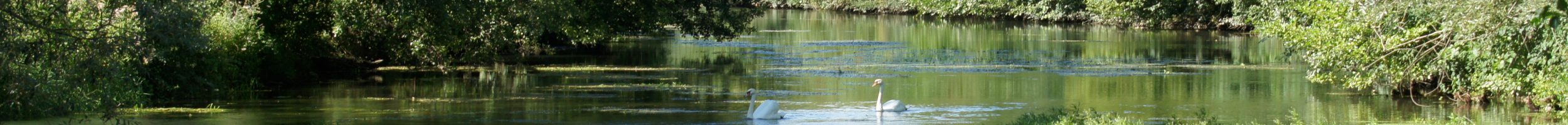 Cygnes sur le Loing Cygnes sur le Loing